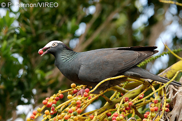 White-crowned Pigeon c34-3-011.jpg